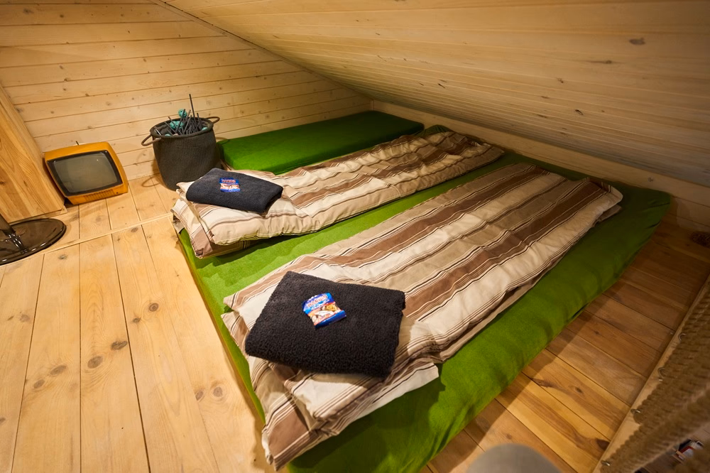 Zdjęcie obiektu Dzik